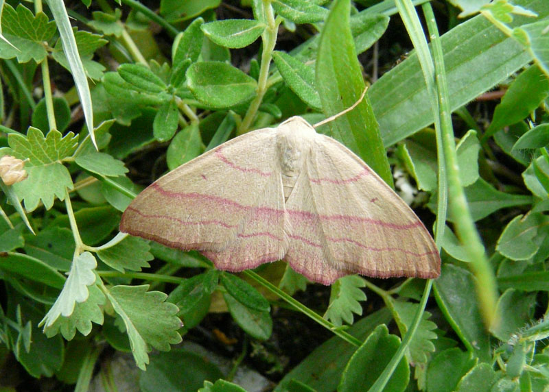 Geometride da identificare - Rhodostrophia vibicaria